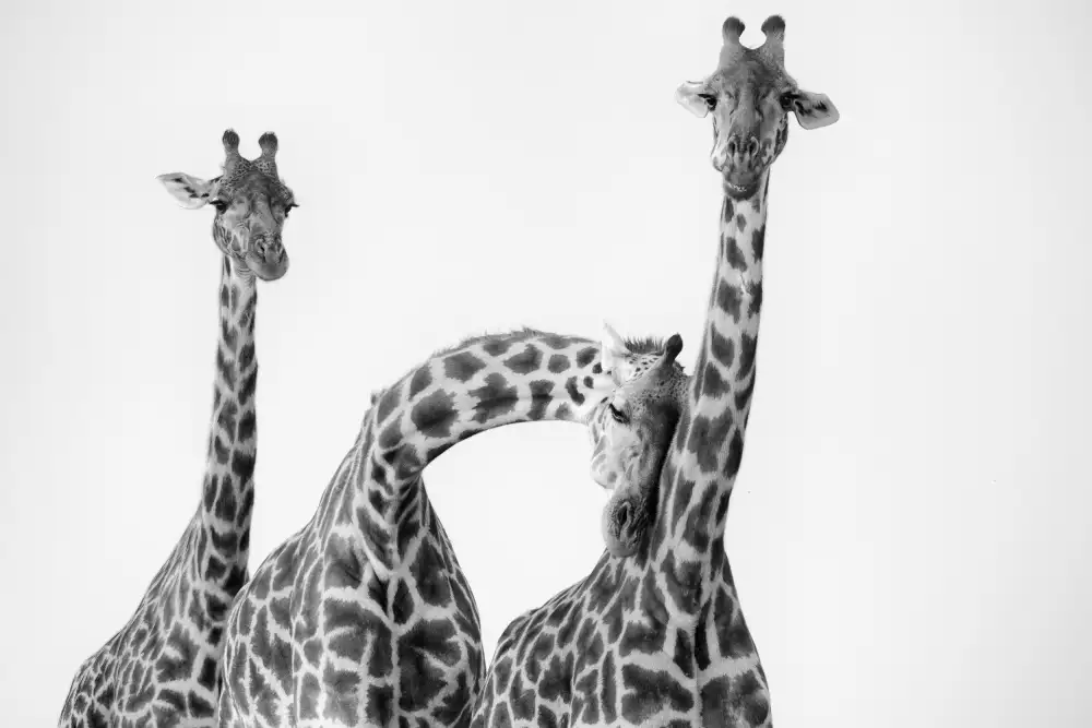 LI, MIN: Familia de jirafas