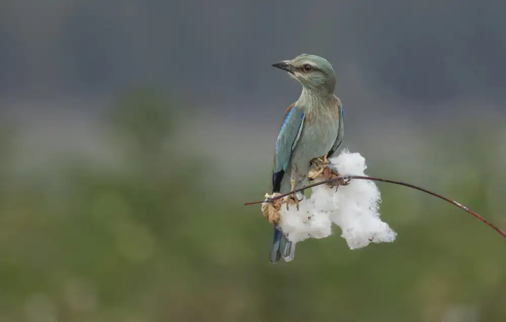 ilan: Roller