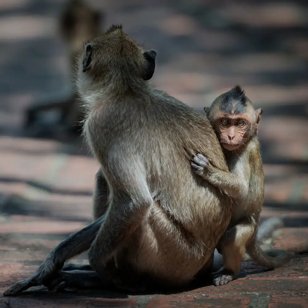 Pancareken, Yavuz: Baby Monkey