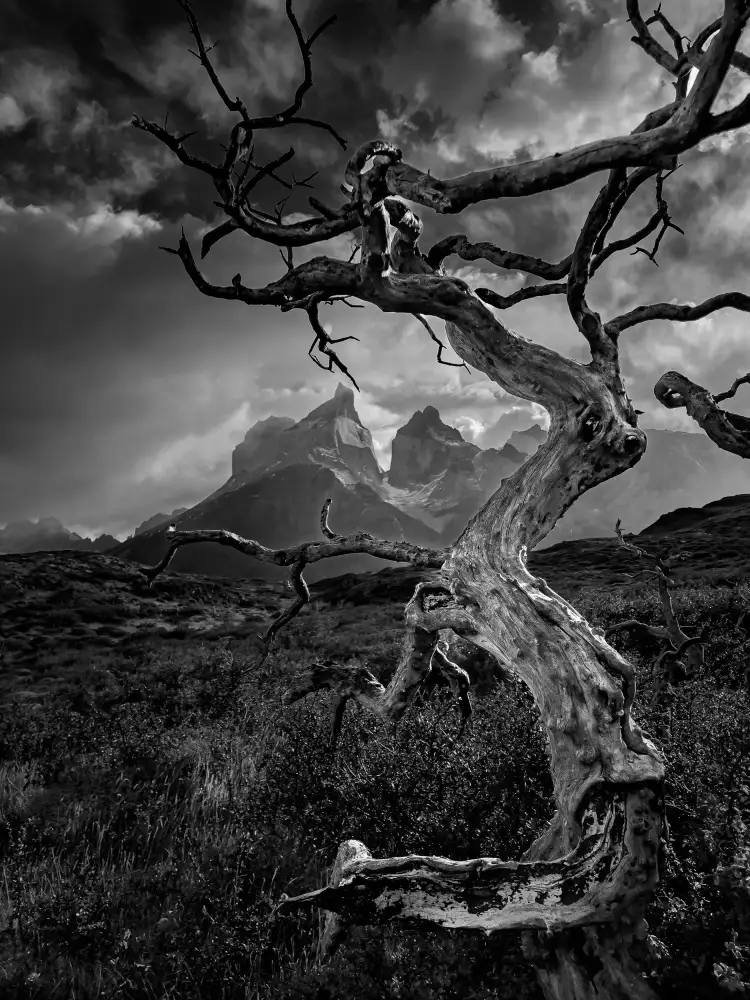 Li, Bing: Strom a hora