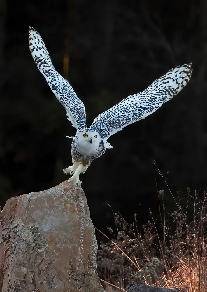 Huang, Johnson: Snow Owl