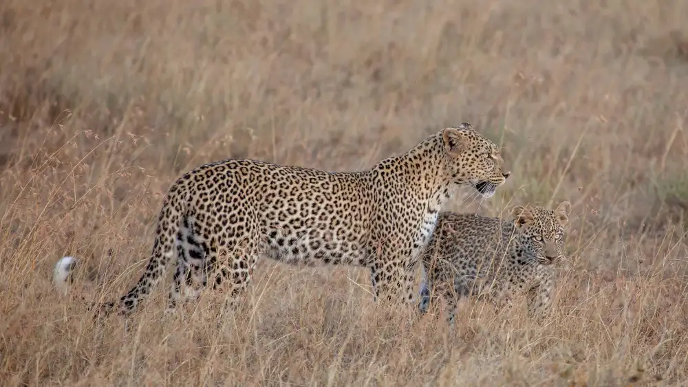 Catta, Alessandro: Hunting with Mama