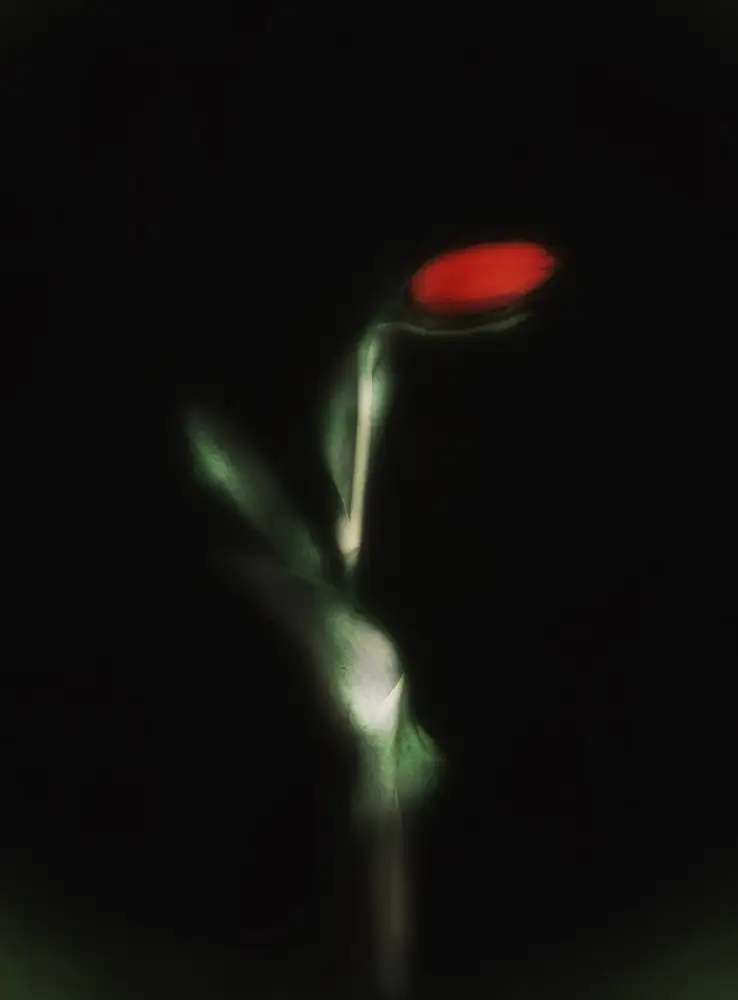 Shumilova, Ludmila: Tulpe