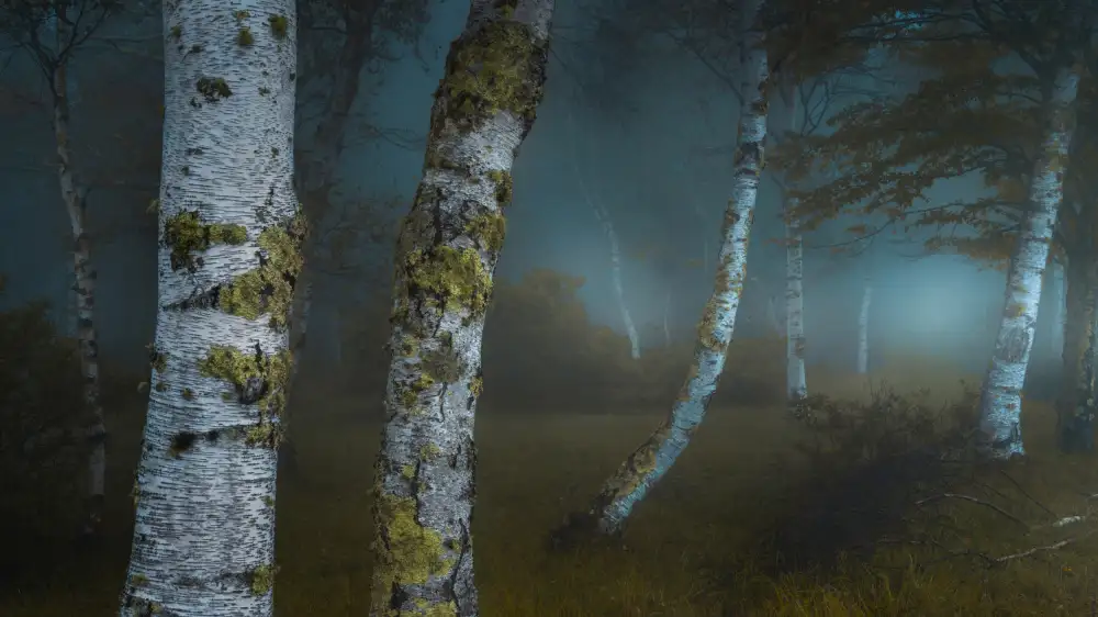 Sugita, Masaki: Foresta Misteriosa