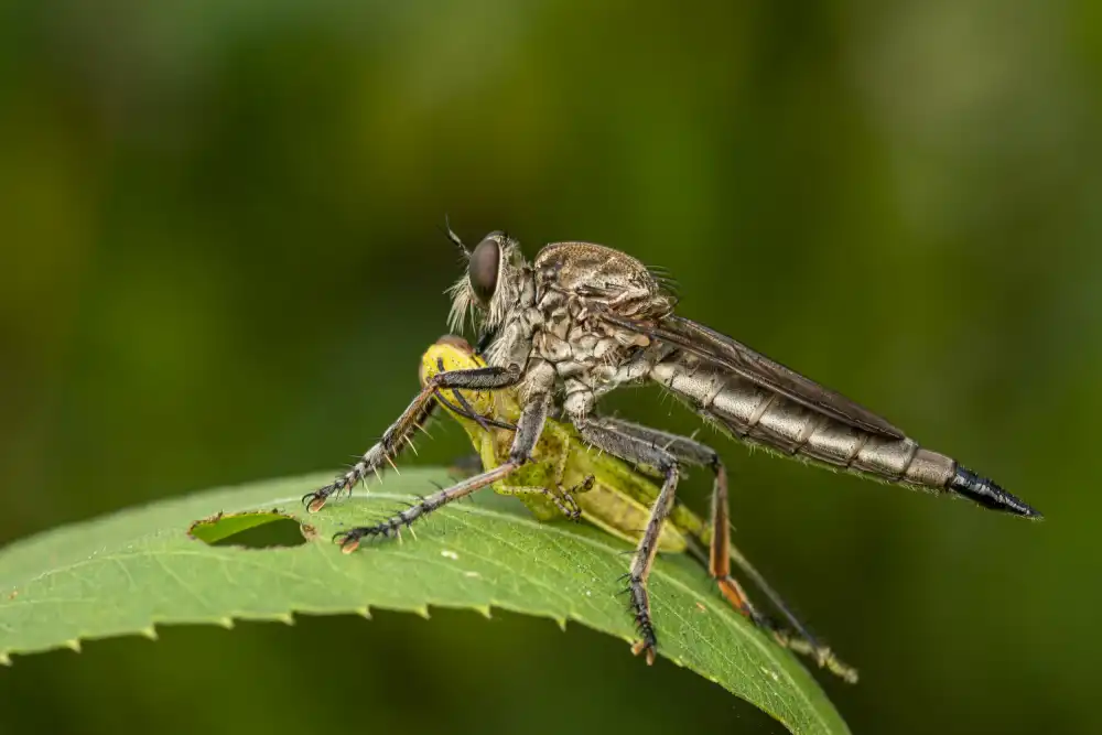 Setiadi, Ajar: Robberfly with prey