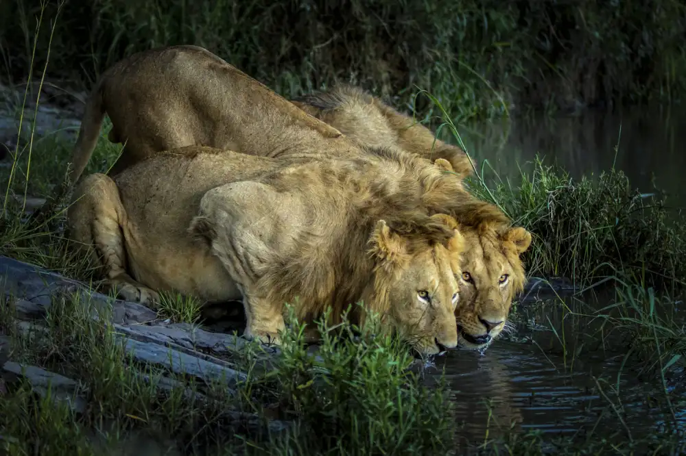 Roshkumar: Real Thirsty