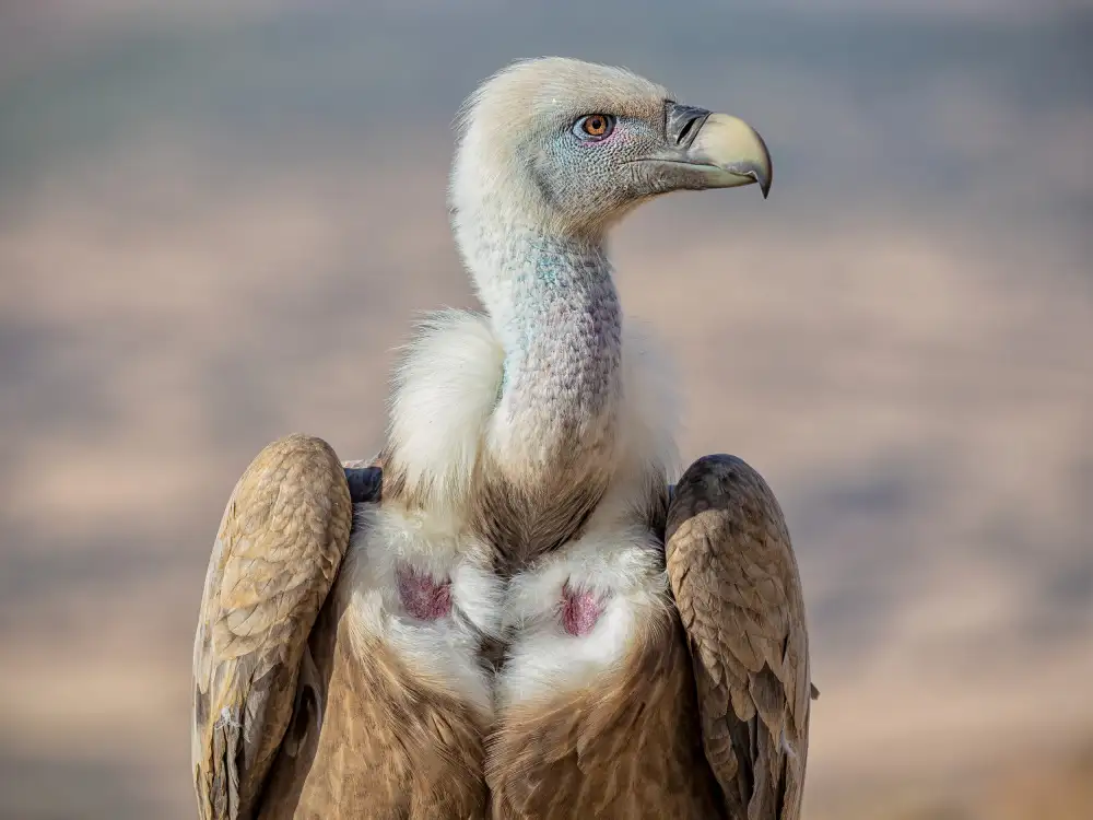Goran, Tony: Herr Eagle