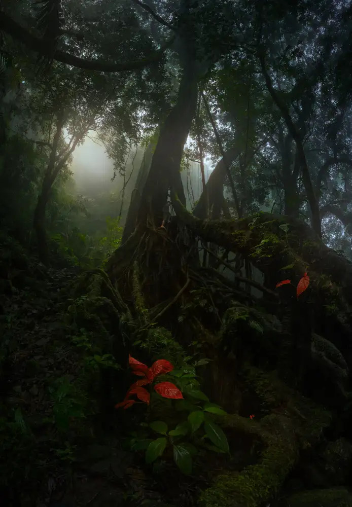 MATHUR, SANDEEP: Vita nella foresta