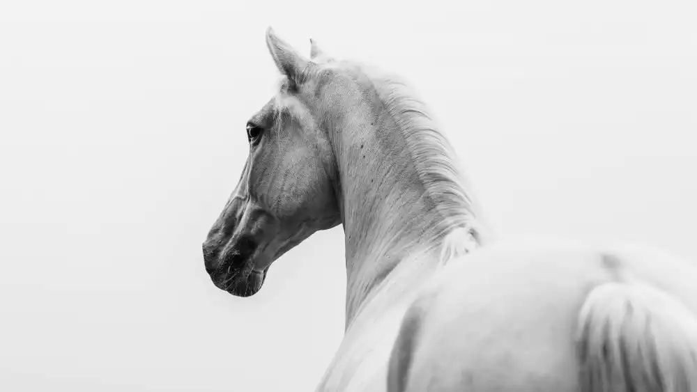 Ignacy, Cembrzynski: a short story about a shorn horse