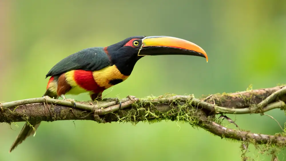 Zygmunt, Milan: Aracari mit feuriger Rechnung