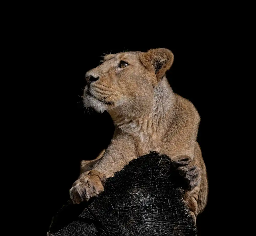 Tsikiridis, Georgios: lioness
