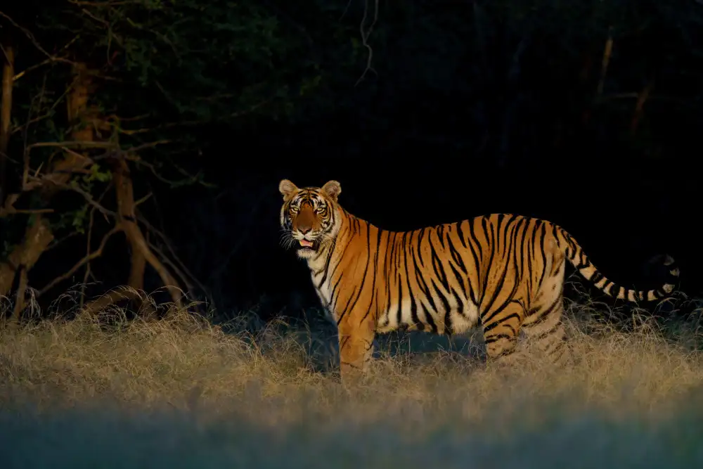 Sethi, Sumangal: Flaming Tigress Riddhi