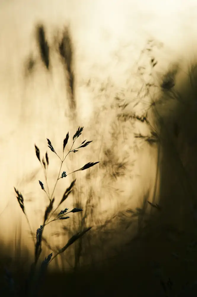 Baekelandt, Luc: grass