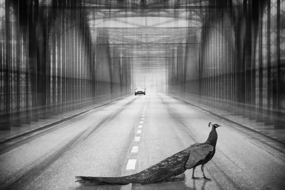Schleicher-Schwarz, Roswitha: pavone sul ponte
