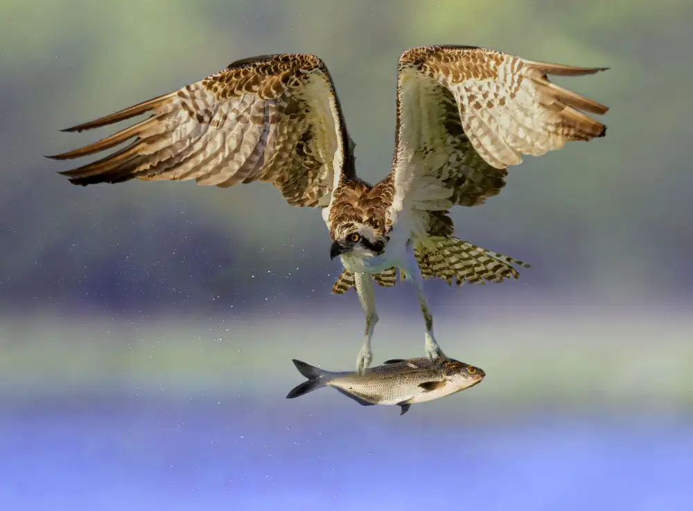 Gu, Zeren: Osprey with prey