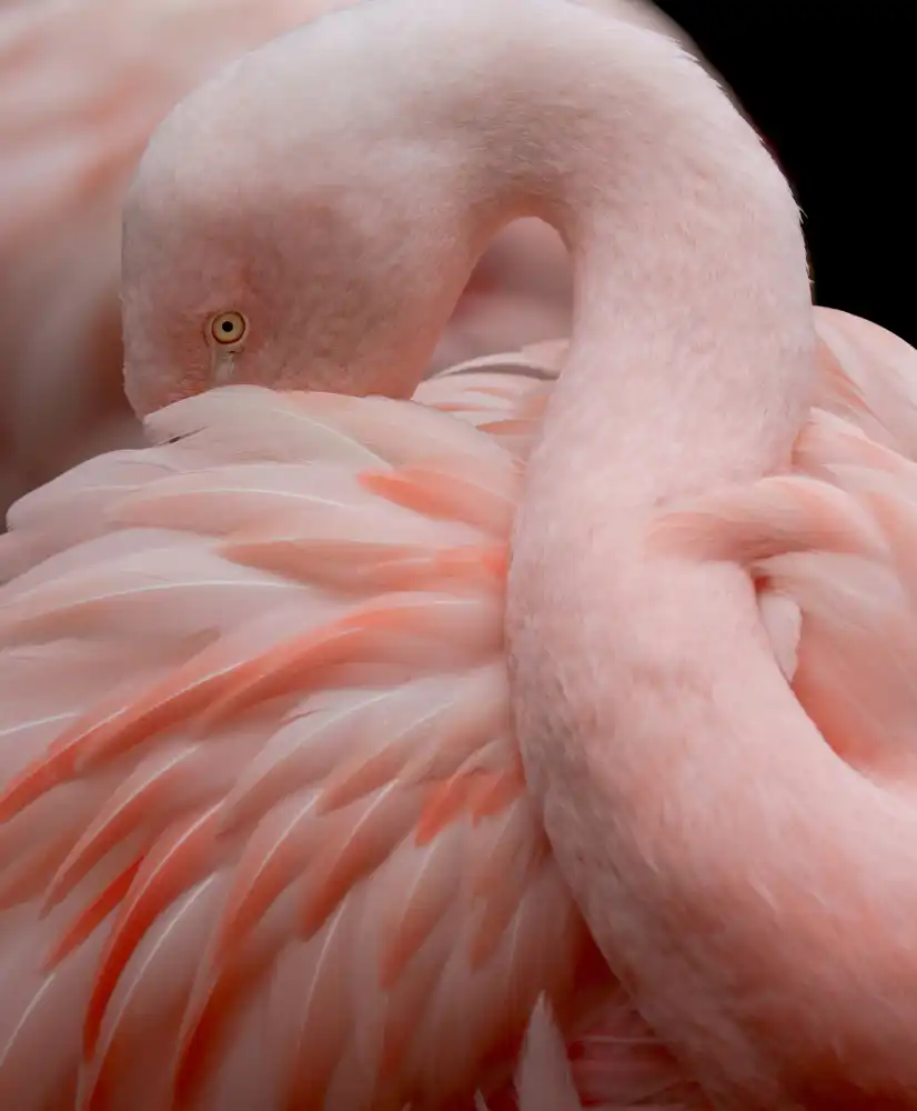 Wechsler, Robin: Retrato de un flamenco rosado