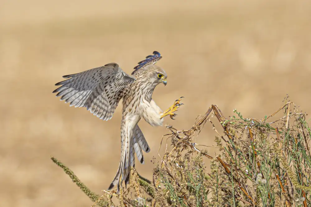 ilan: Falco tinnunculus