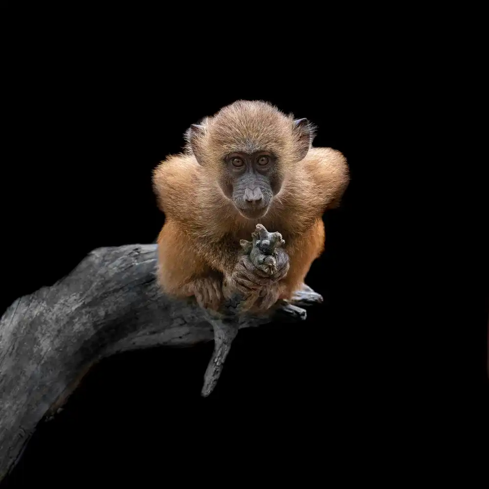 Tsikiridis, Georgios: Baby Baboon