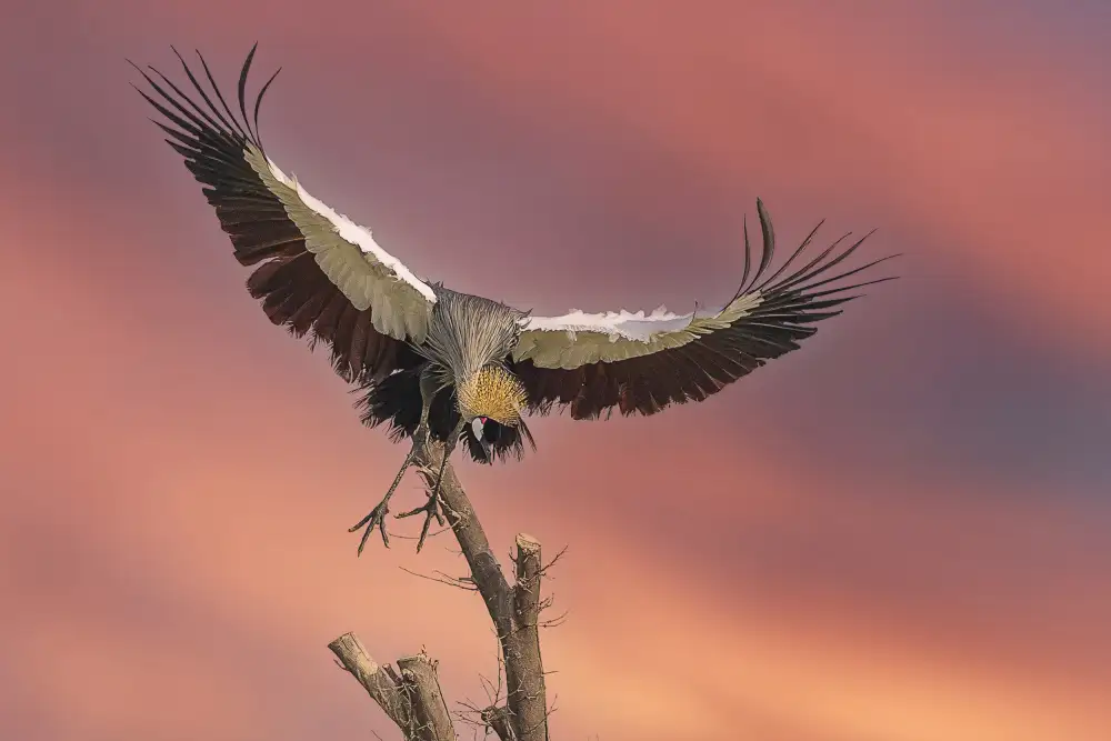 Ismail, Mohamed: Black crowned crane