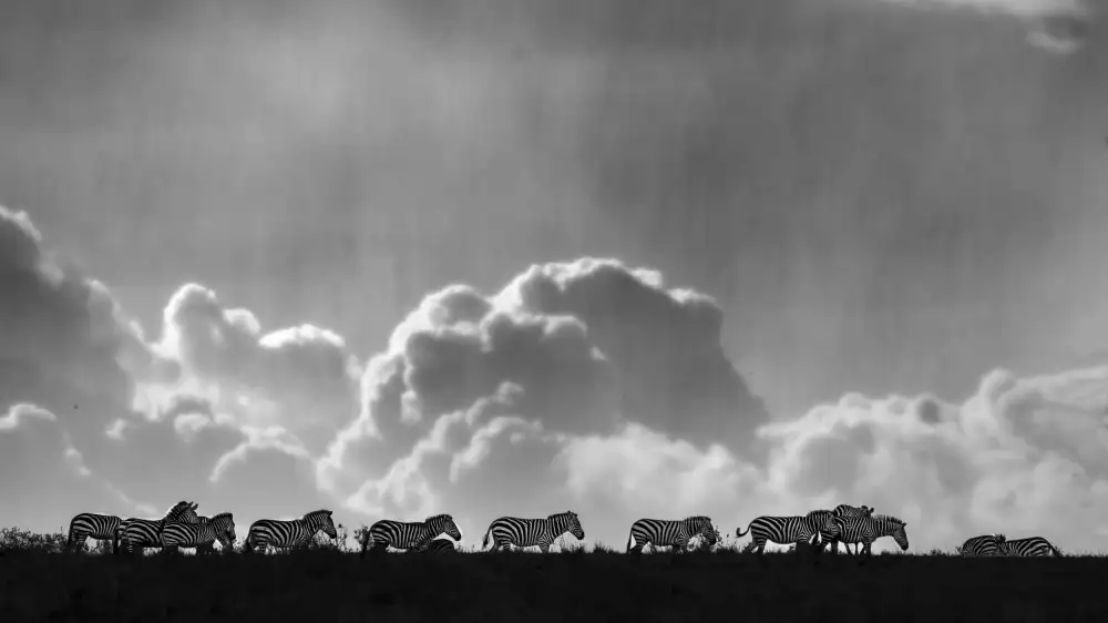 Dhanorkar, Saurabh: Zebras on the horizon.