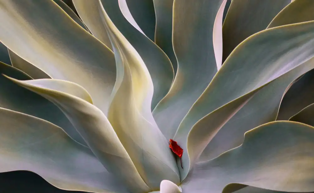 Wechsler, Robin: La hoja roja