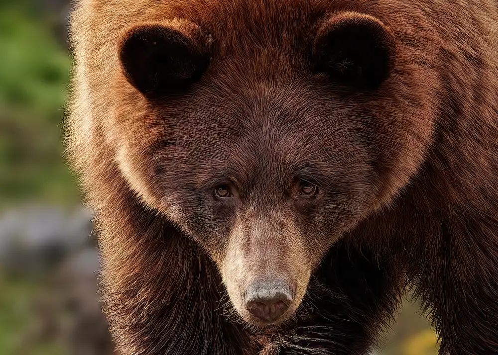 Gagnon, Lucie: Oso canela