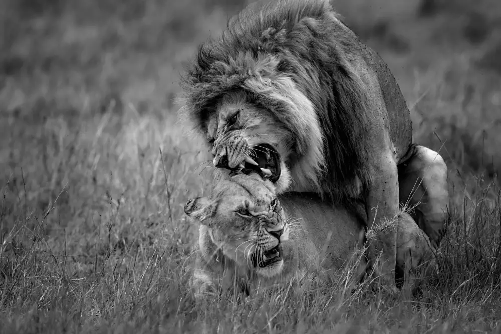 Roshkumar: Lion Mating