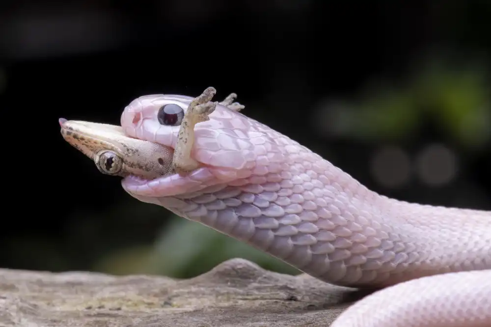 Setiadi, Ajar: White cobra and prey