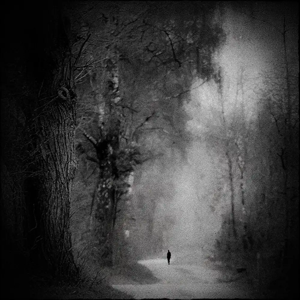 Wasinger, Renate: the loneliness in the forest