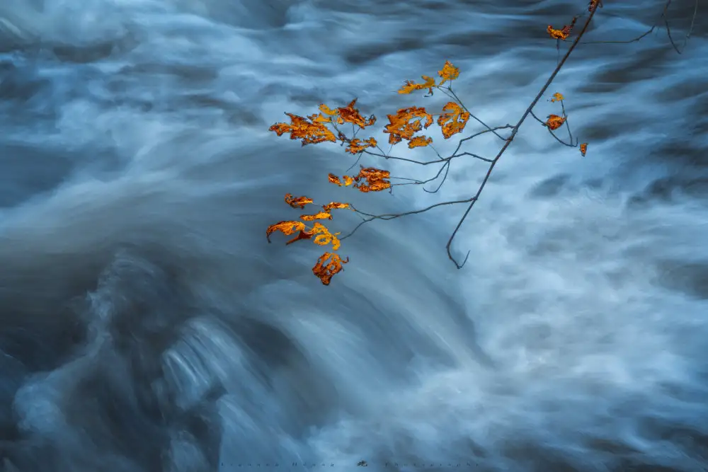 Huang, Liguang: The Withered Leaves