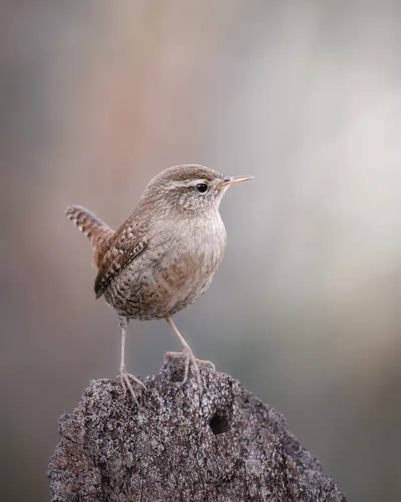 Renmyr, Magnus: A wren posing in the open