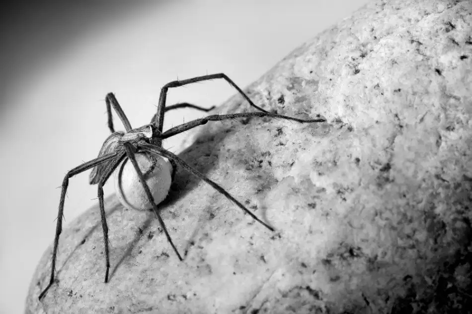 Hoffman, Jimmy: Spider with egg-case