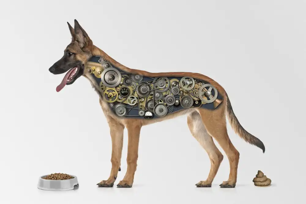Solo, Mister: Dognología