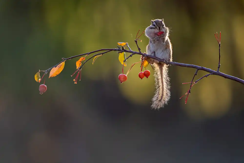 Summer2016: chipmunk
