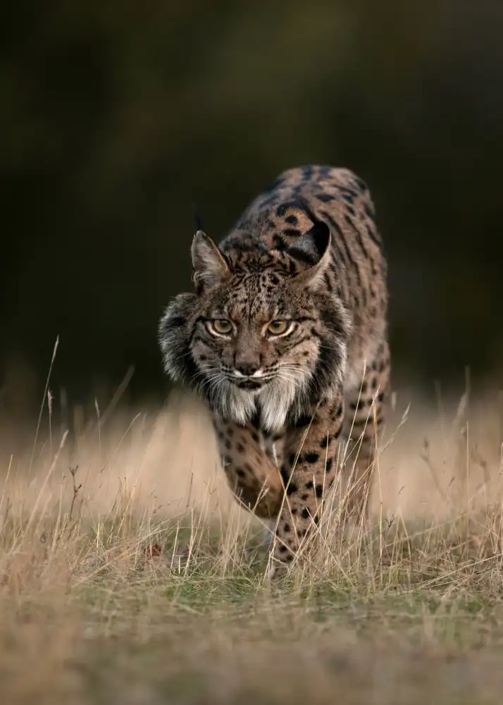 Helsen, Eddy: Lynx