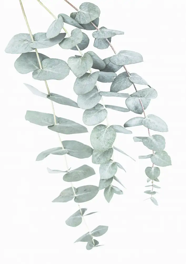 Pienaar, Kathrin: Eucalipto I