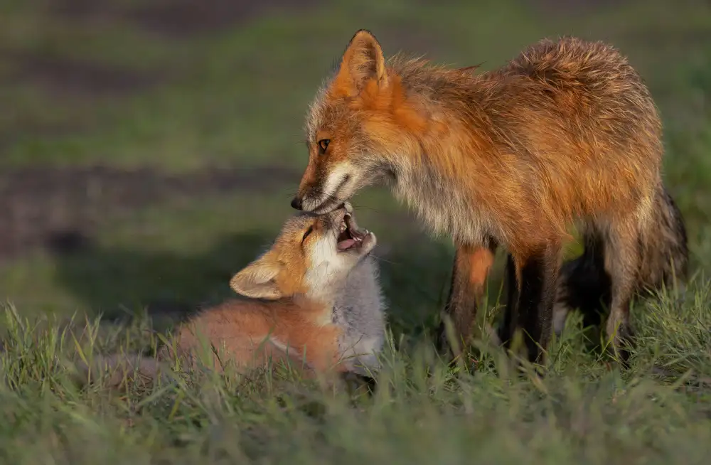 Huang, Johnson: Red Fox