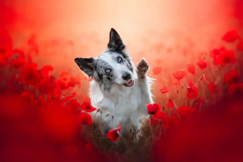 Shandor, Ve: High five