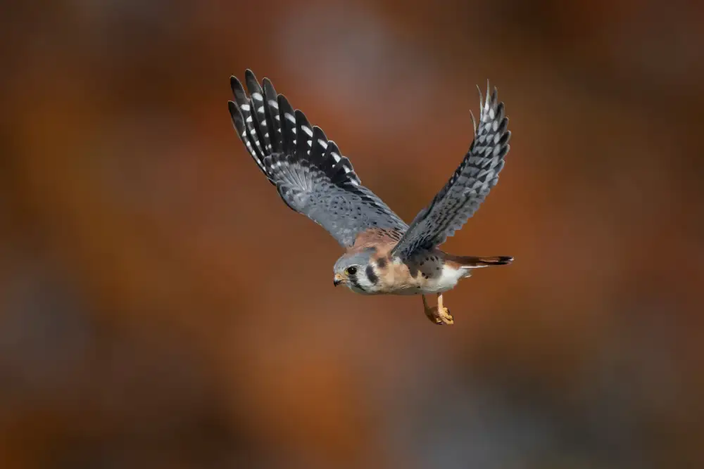 Wang, Max: American Kestrel