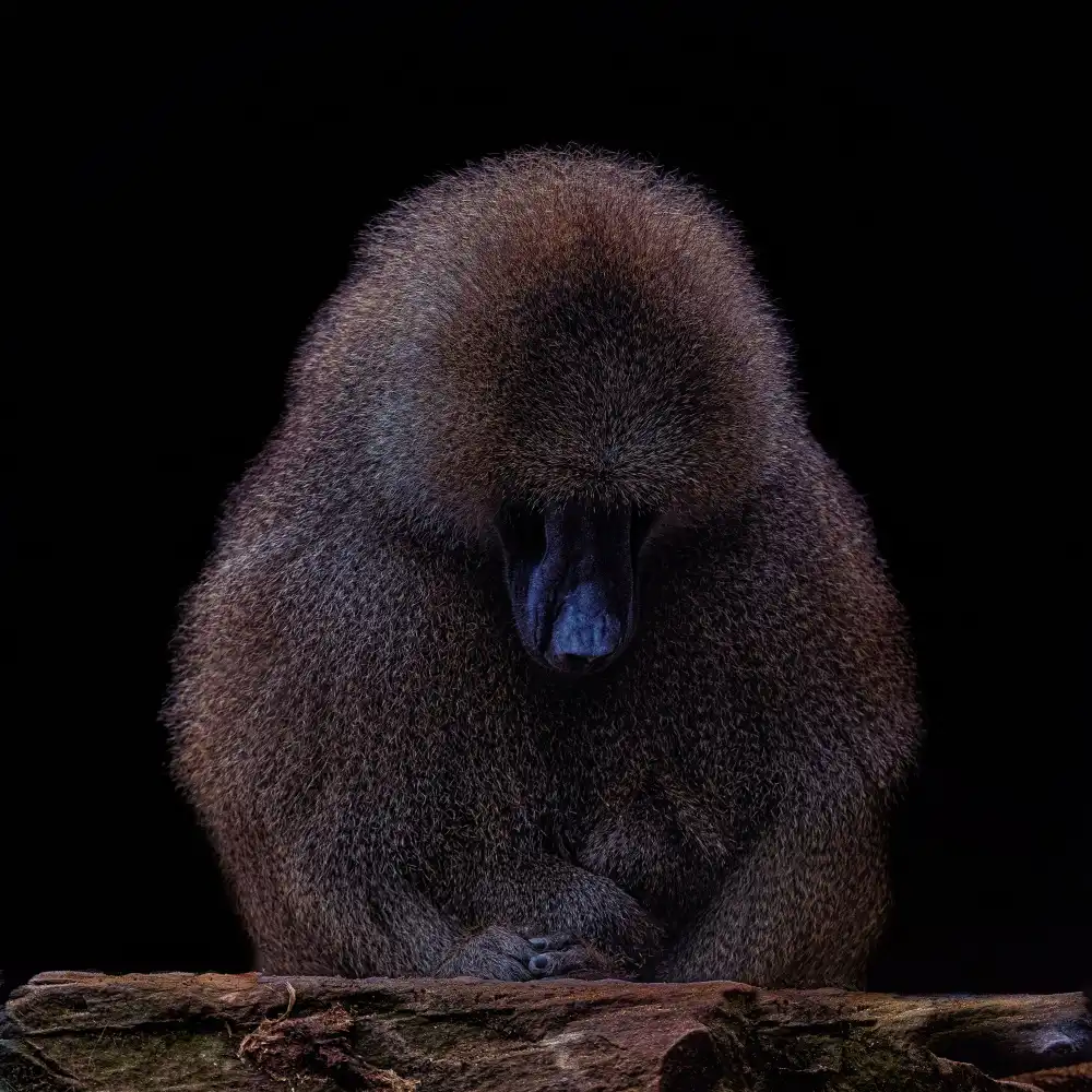 Tsikiridis, Georgios: Baboon