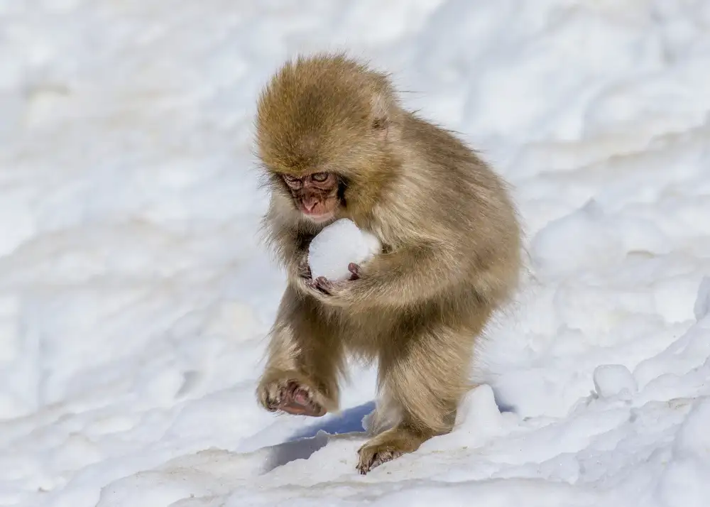 Liu, Ren Raymond: I piccoli macachi giapponesi che giocano con la palla di neve