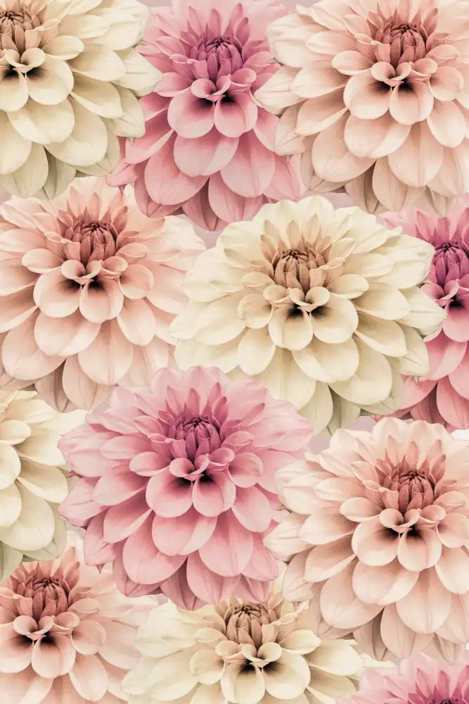 Pienaar, Kathrin: Dahlia