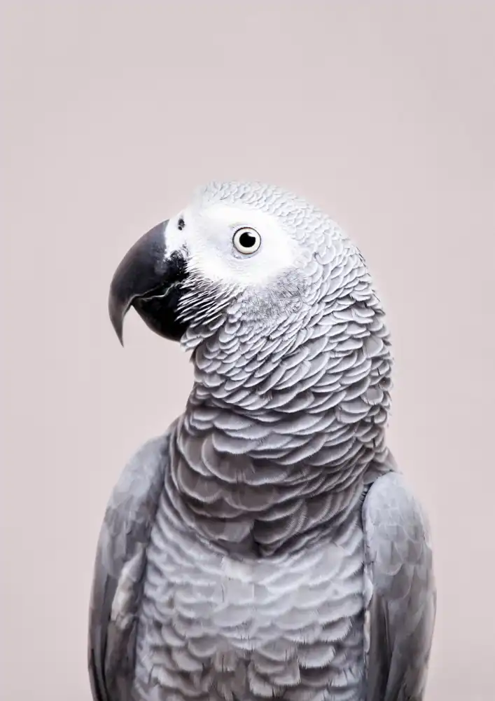Pienaar, Kathrin: African Grey