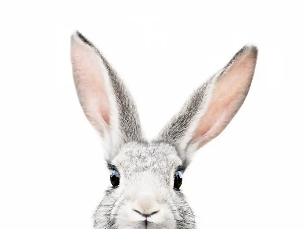 Pienaar, Kathrin: Peeking Bunny