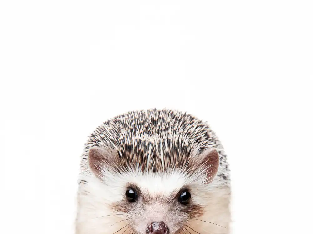 Pienaar, Kathrin: Peeking Hedgehog
