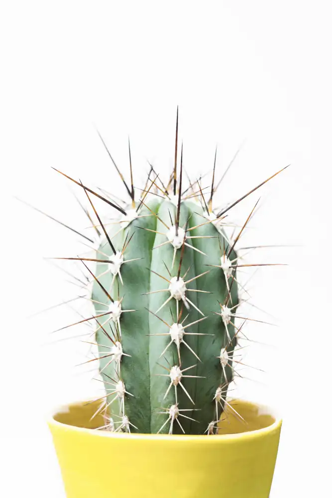 Pienaar, Kathrin: Spikey Cactus