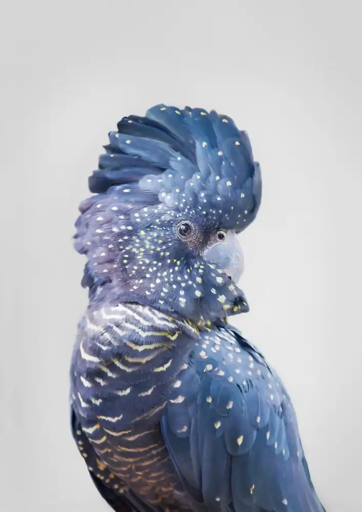 Pienaar, Kathrin: Cacatua nero