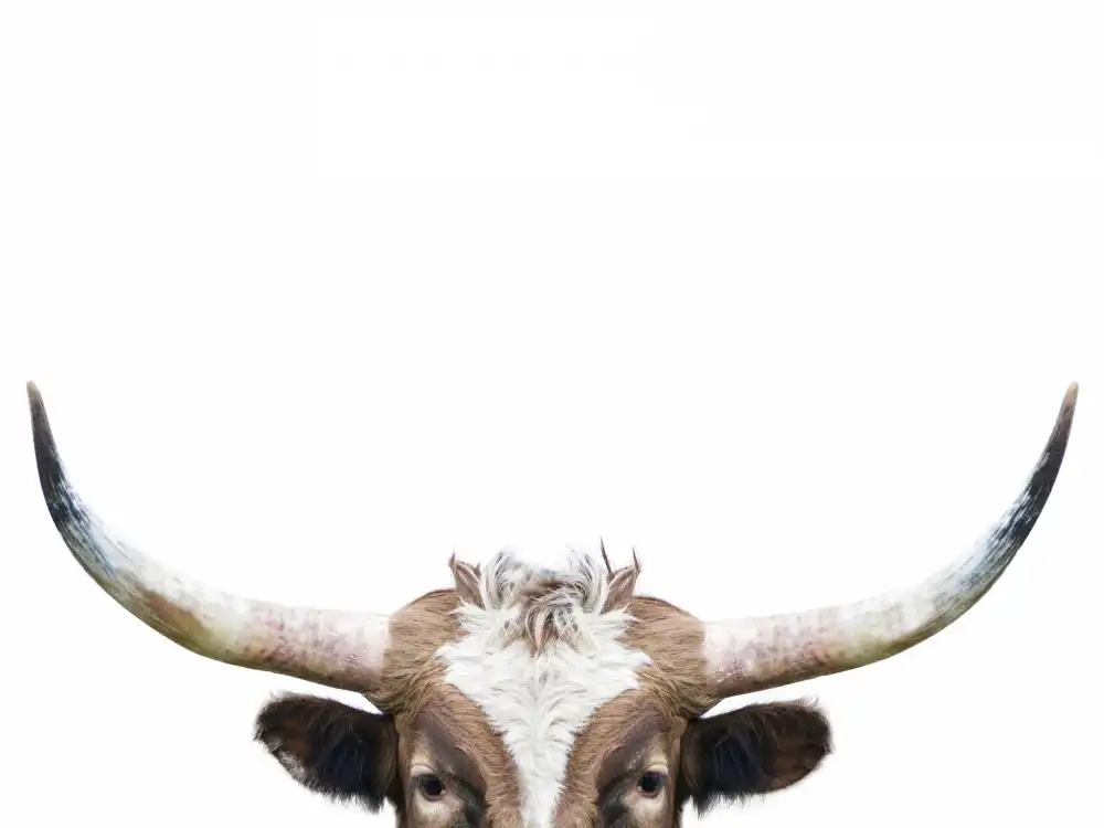 Pienaar, Kathrin: Peeking Longhorn Cow