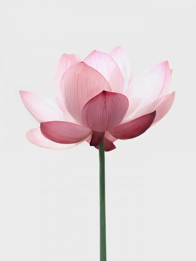 Pienaar, Kathrin: Fiore di loto