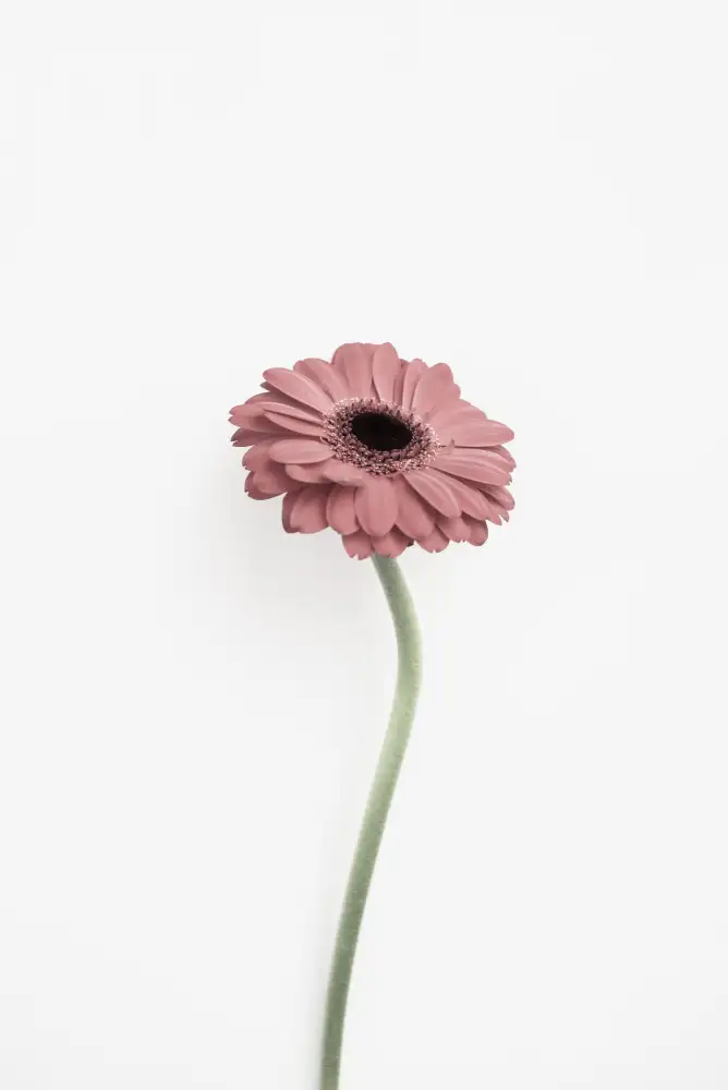 Pienaar, Kathrin: Pink Gerbera